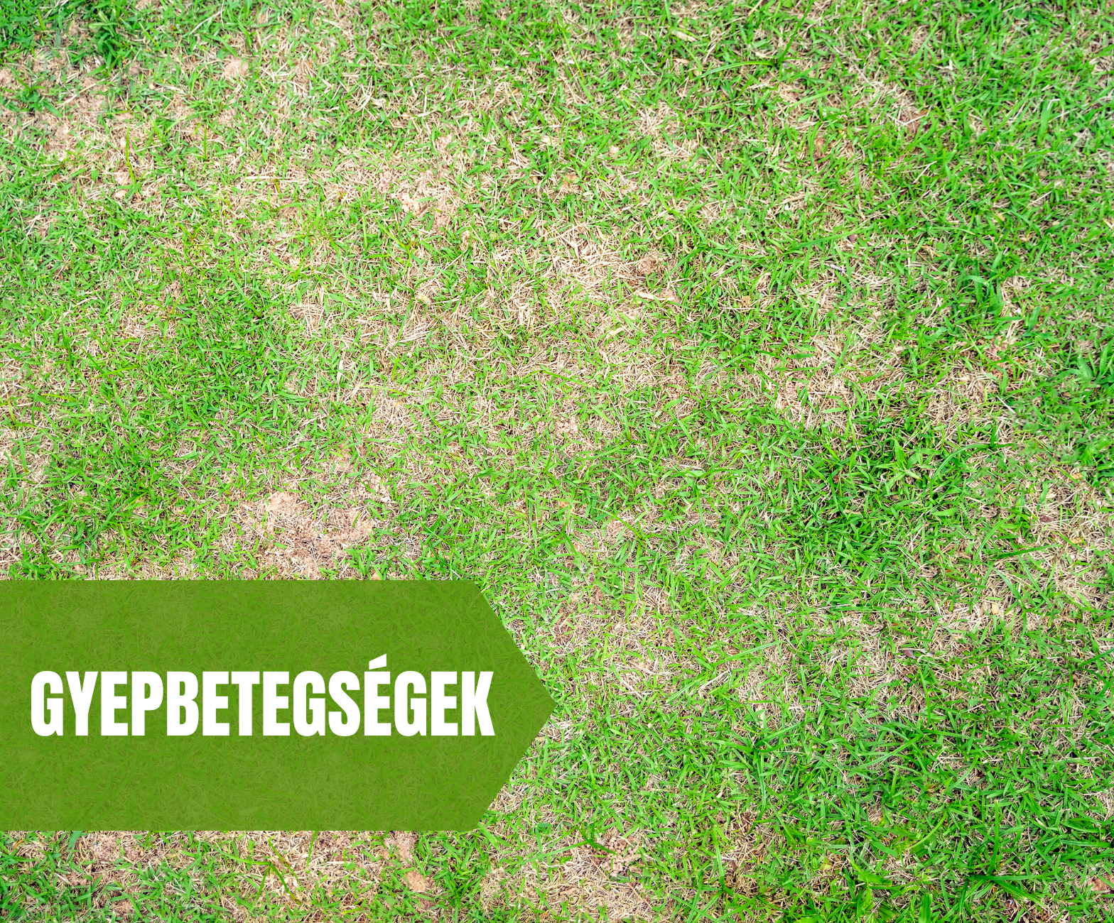 gyepbetegségek